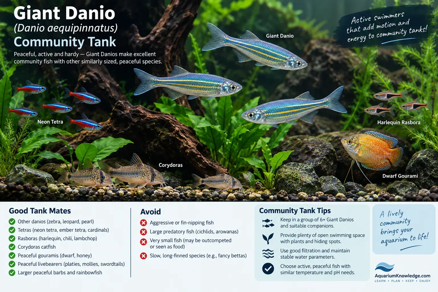 Giant danios swimming with compatible community fish