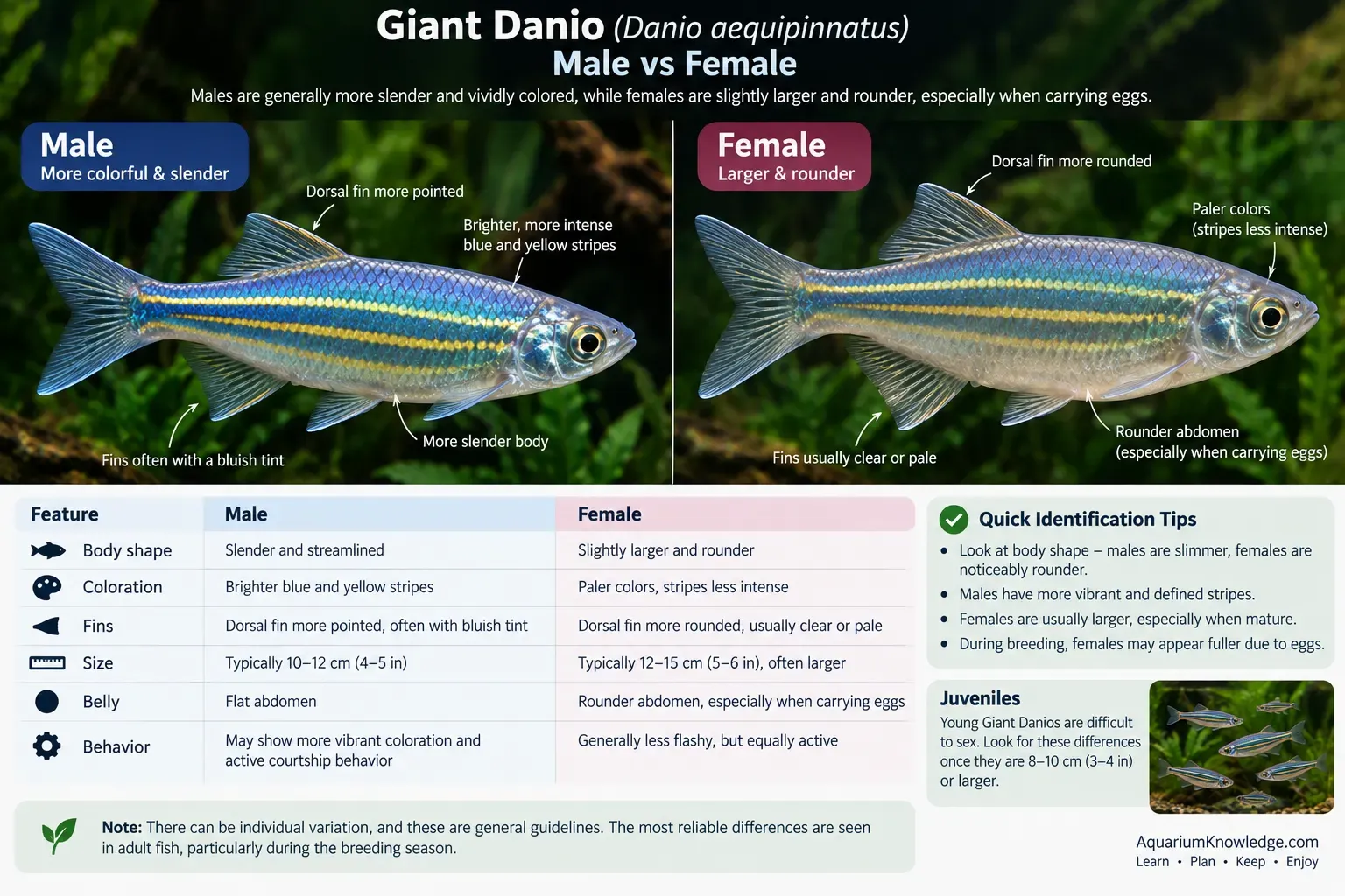 Male and female giant danio comparison showing body shape differences