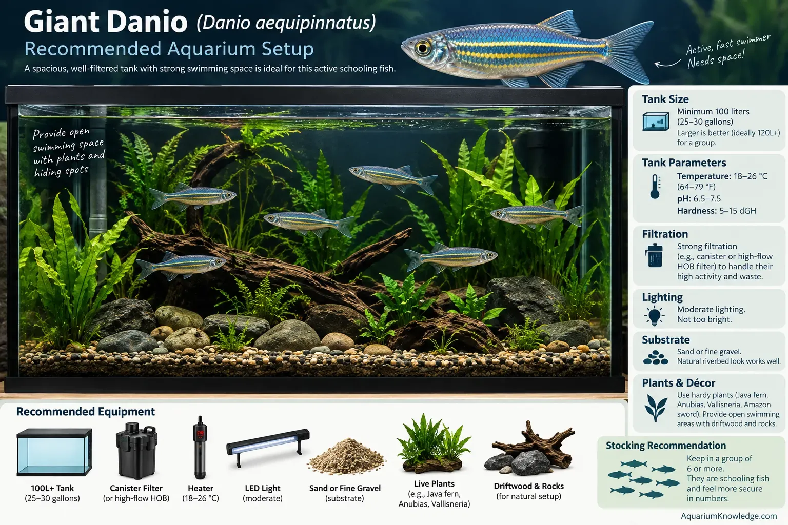 Large planted aquarium suitable for a school of giant danios