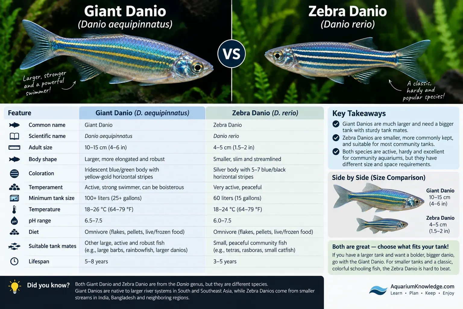 Giant danio compared with the smaller zebra danio