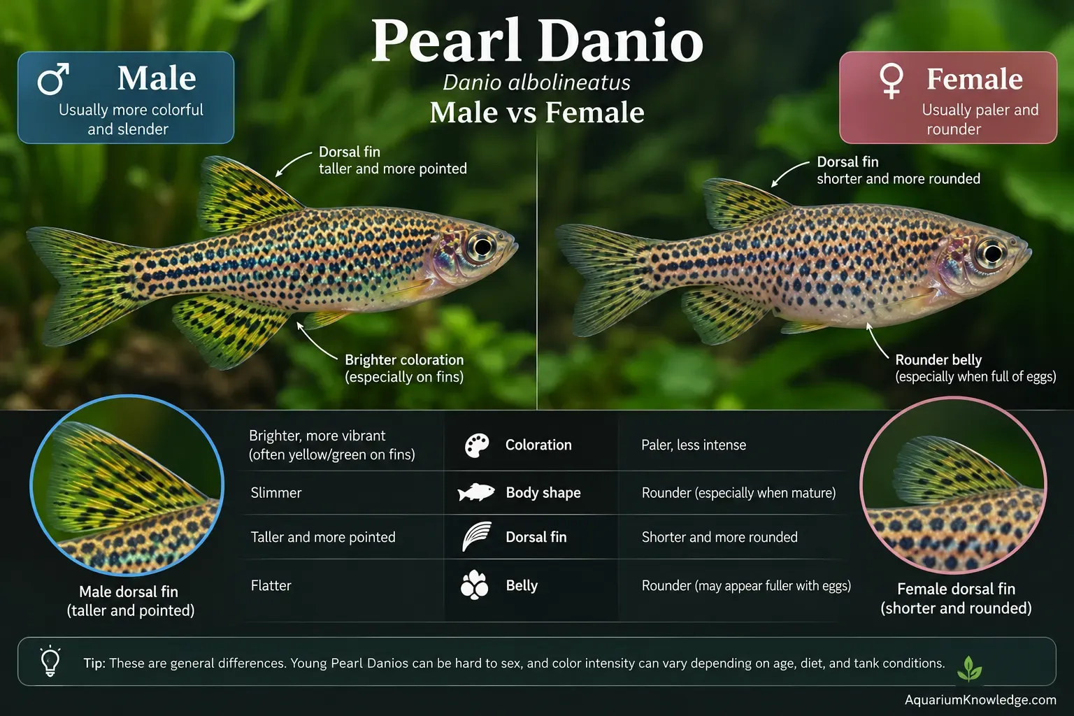 Male and female pearl danio showing differences in body shape and coloration