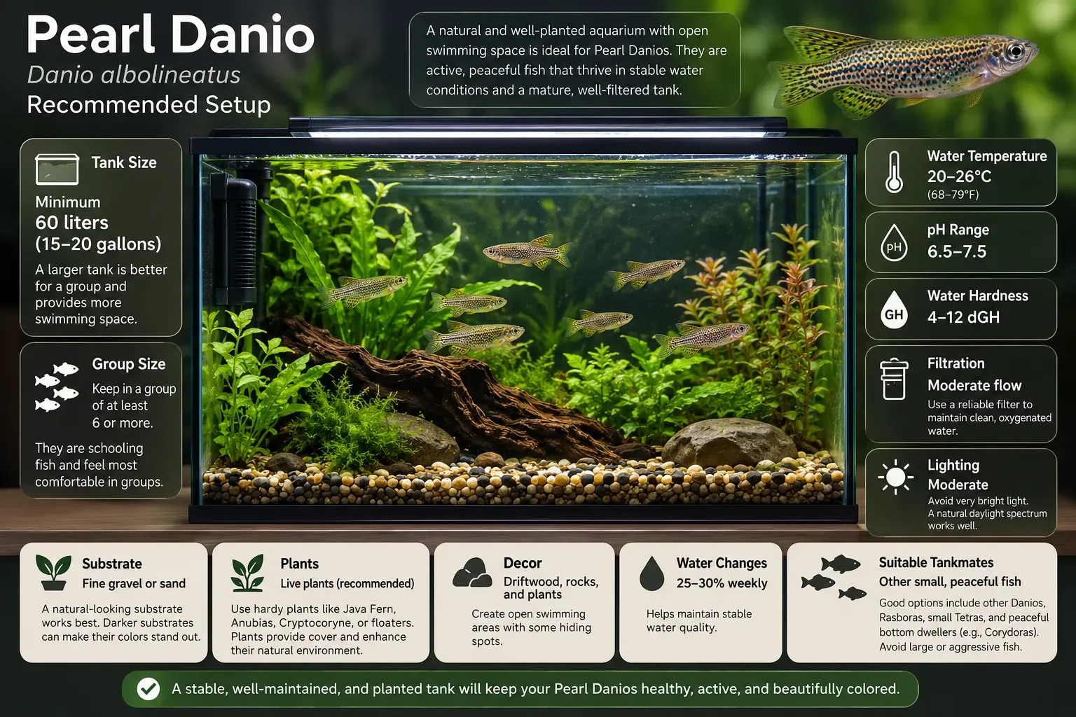 Long planted aquarium suited to a school of pearl danios