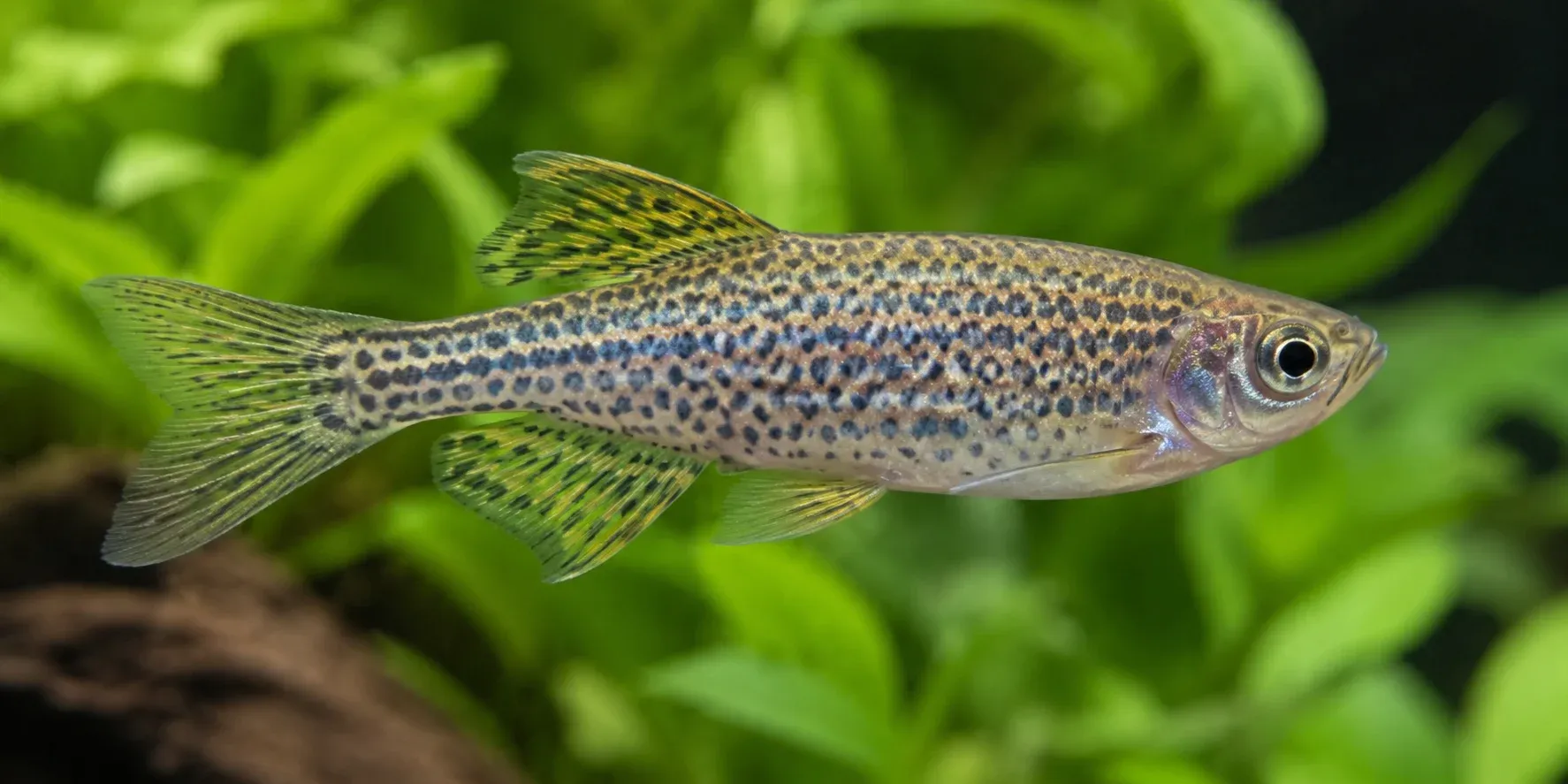Pearl danio swimming in a planted aquarium