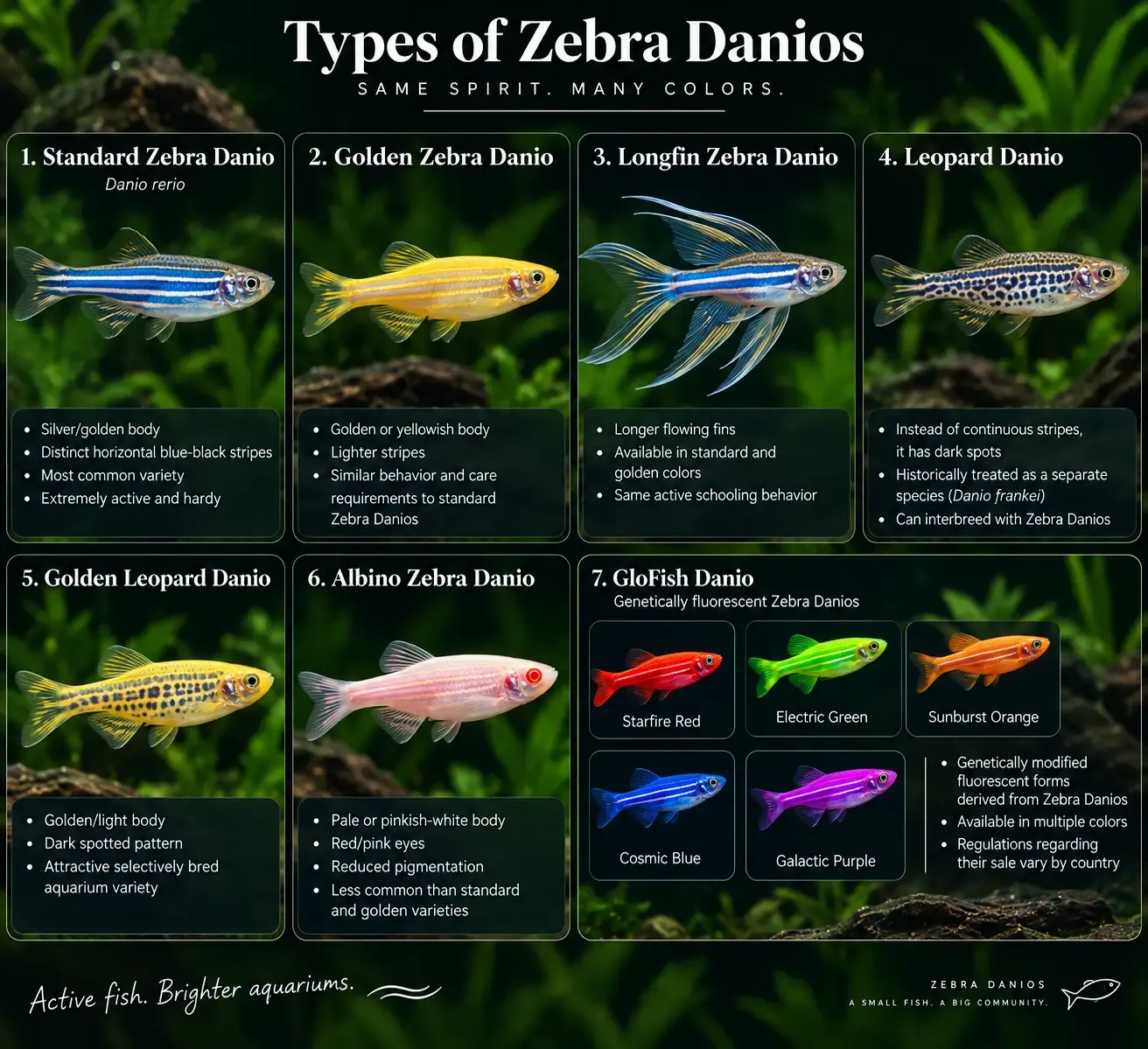 Types of zebra danios — standard, golden, longfin, leopard and albino varieties side by side